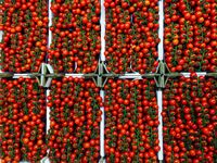 Pomidorai cherry sakelemis