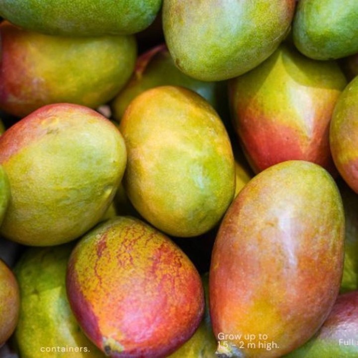 Mangai dideli 6-7, 4kg, BR, VNT