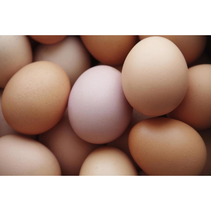 Eggs size M, 30pcs on plate, LT, order PCS