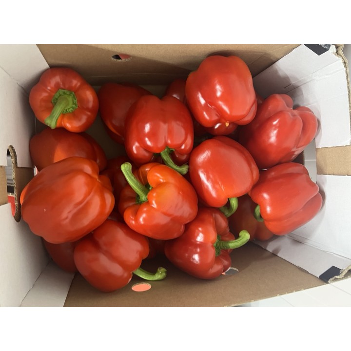 Capsicum red cat 1, 5kg, NL, KG