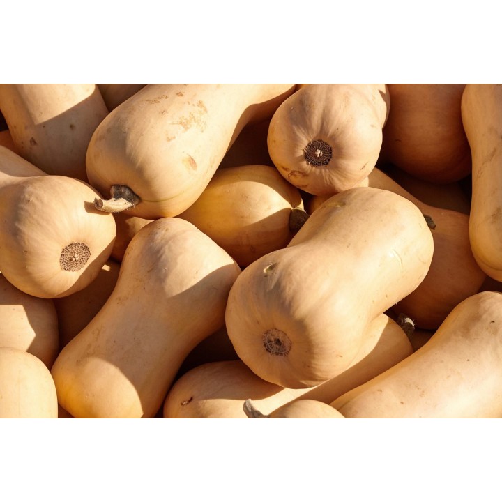 Butternuts, 10kg, BRA, KG