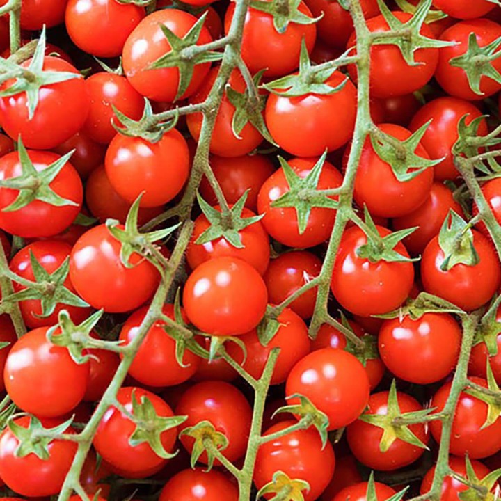 Pomidoriukai mini apvalūs šakelėmis 3kg, KG