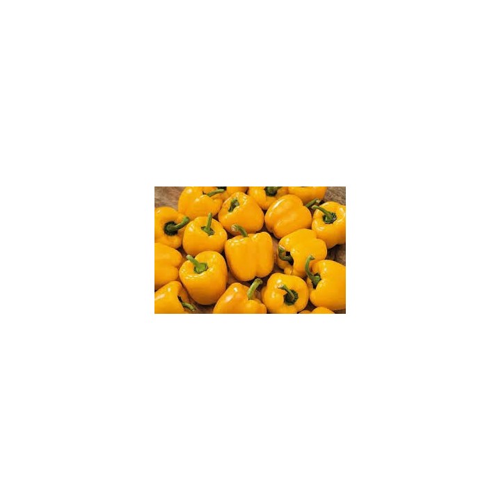 Capsicum yellow cat 1, 5kg, NL, KG