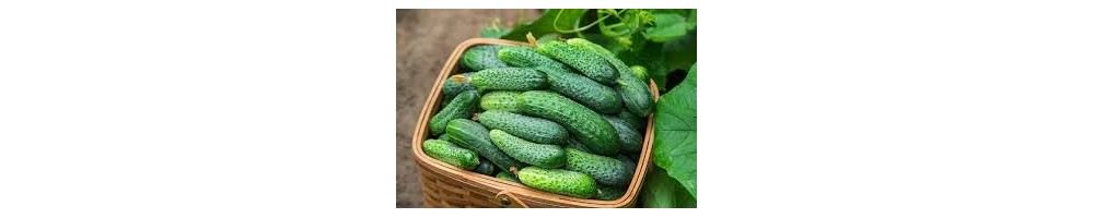 Cucumber, Courgettes, Aubergines, Pumpkins